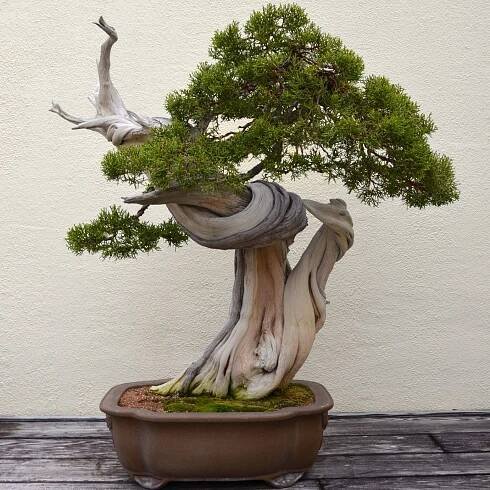 Jak pěstovat jalovcovou bonsai?