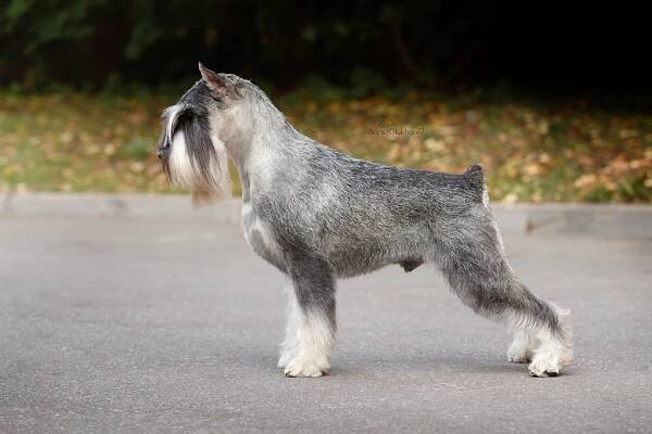 schnauzers from Top target Kennel, puppies of zwergschnauzer p/s, puppies of standard schnauzer peper and salt, Top Target