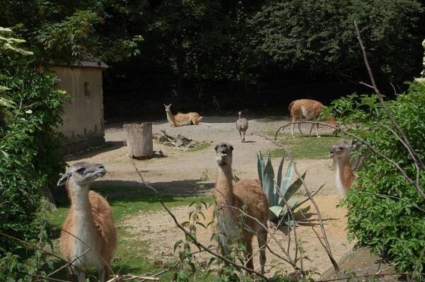 Výlet do ZOO Jihlava 2016 - Oficiální stránka MŠ Velký Osek