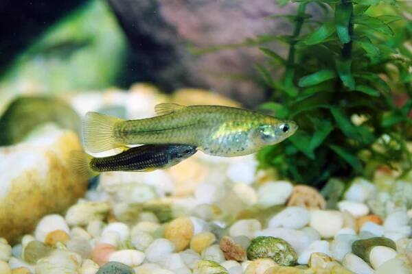 Poeciliopsis