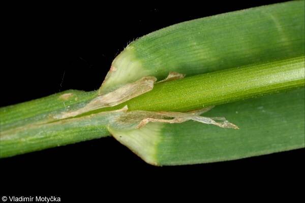 fotografický klíč k určování cévnatých rostlin :: BOTANICKÁ FOTOGALERIE