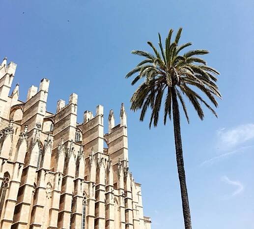 Kathedrale von Palma und Palme