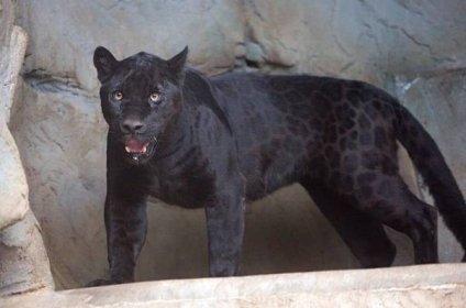 Olomouckou zoo zdobí černý jaguár, má obnovit jejich chov