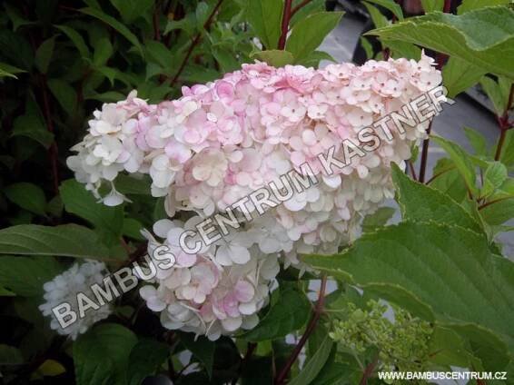 Hydrangea paniculata ‚Vanille Fraise‘
