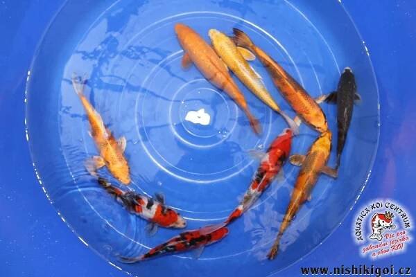 KOI import květen 2012 Fotogalerie zahradních jezírek a KOI * AQUATICA KOI CENTRUM | Aquatica KOI Centrum