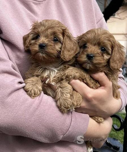 Cavapoo štěňata na prodej