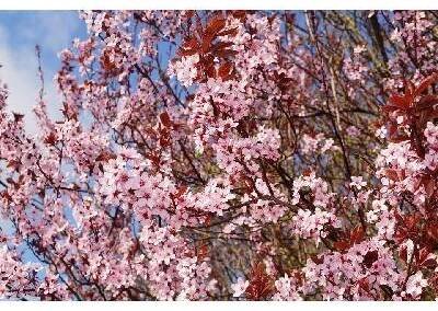Myrobalán červenolistý - Prunus cerasifera ´Nigra´KM 100cm Prunus cerasifera ´Nigra´