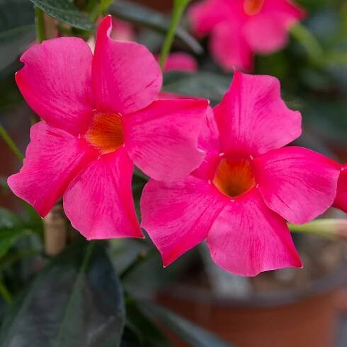 Sundaville® Early Pink – Bild 3