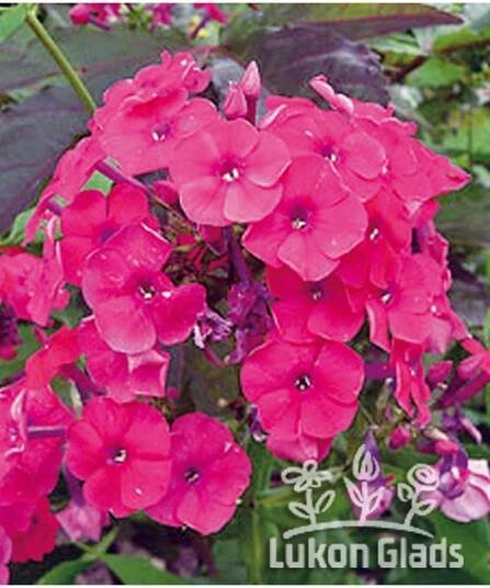 Phlox paniculata TENOR - plamenka latnatá, flox