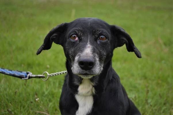 BARBIE z Jimlína - ADOPTOVANÁ - Home4Pets