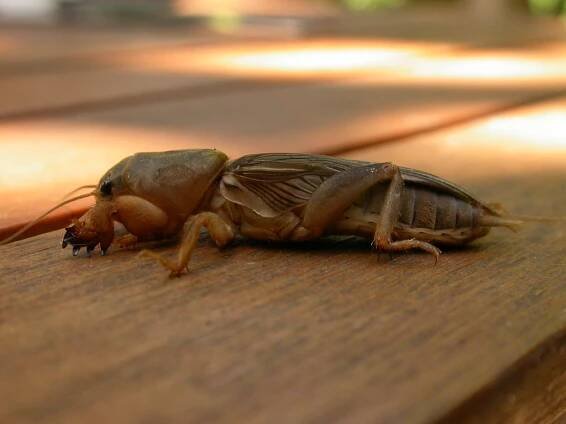 Krtonožka obecná (Gryllotalpa gryllotalpa)