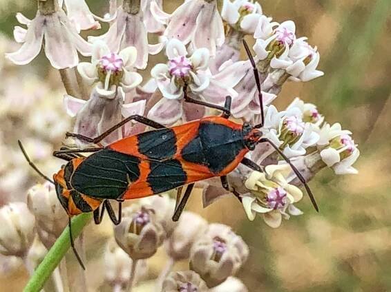 Moth's & Other Insects - Butterflies - Bruce Elliott Photography