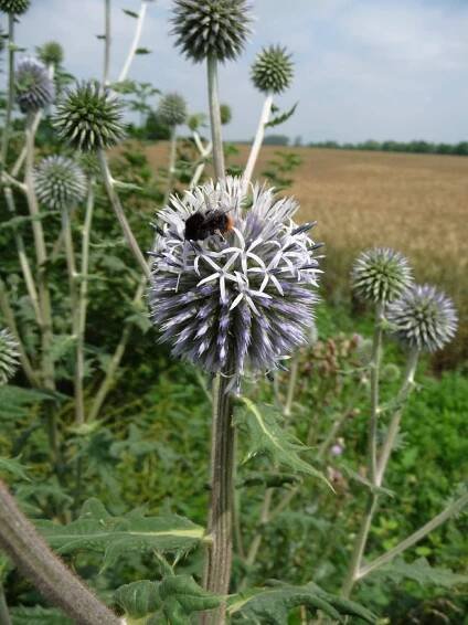 Flora - Marchfeldkanal