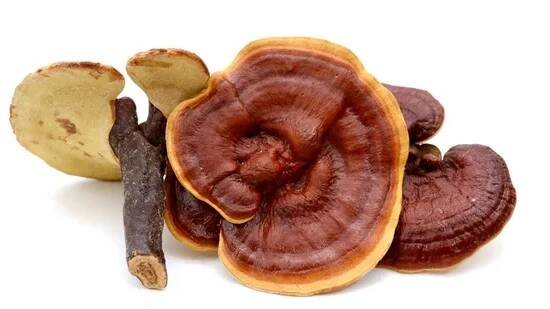 Reishi zľava až 10%