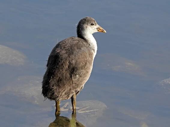  - Eurasian Coot