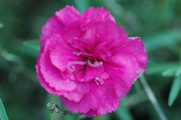 Dianthus Caryophyllus