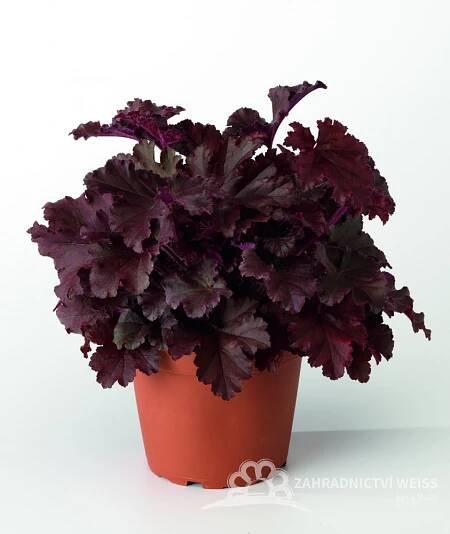 HEUCHERA - "MELTING FIRE"