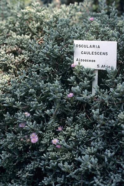 Oscularia - Wikipedia