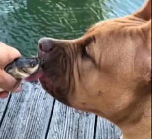 Curious Pittie Gives Baby Catfish The Sweetest Kisses - Dog Blog House