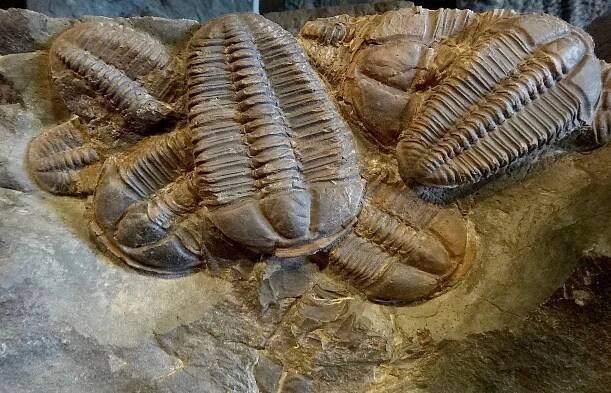 Češi objevili gigantické larvy trilobitů