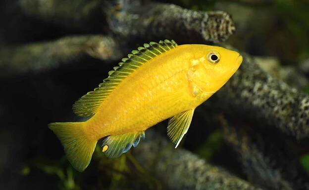 Cichlid Fish: Ultimate Guide to Types of Cichlids - Fish Laboratory