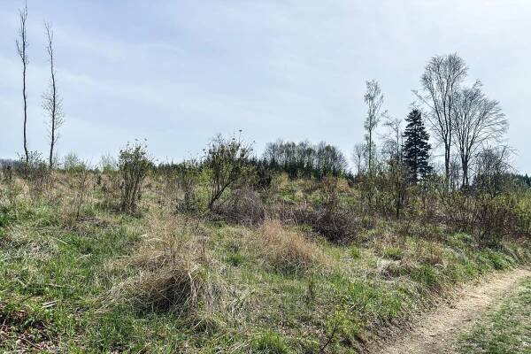 Fotografie - zarostlé předhradí - 21.04.2025