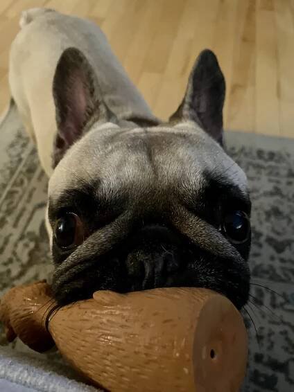 Minnie Pearl - Eastern Canada French Bulldog Rescue