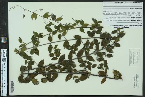 Sageretia minutiflora - Species Page - APA: Alabama Plant Atlas 