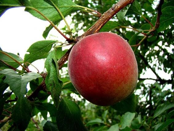 Prunus × Plumcot Melitopolski - broskvošvestka
