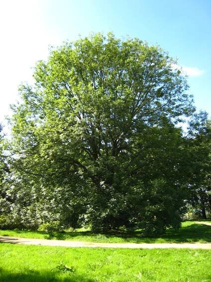 Бели јасен