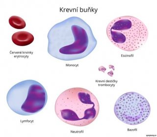 Krevní buňky - entrocity, monocyt, ezinofil, trombocyty, lymfocyt, neutrofil, bazofil