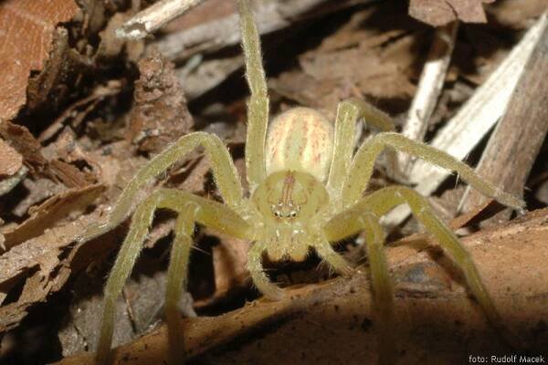 Česká arachnologická společnost - Micrommata virescens (Clerck, 1757) [maloočka smaragdová] → Čeleď: Sparassidae → Rod