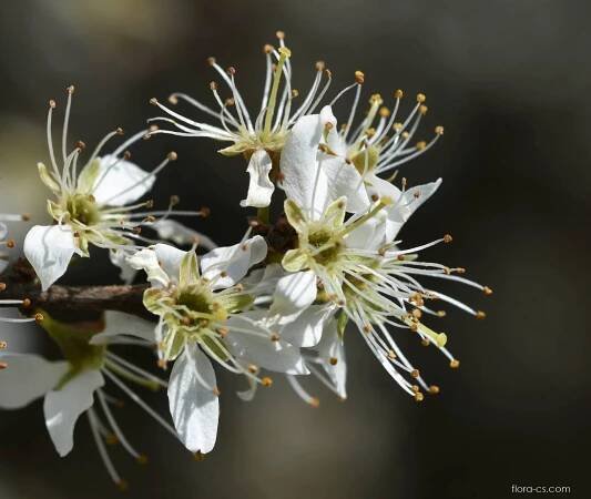 Trnka obecná (Prunus spinosa)