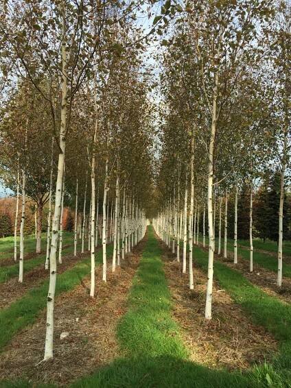 betula-utilis-jacquemontii.JPG