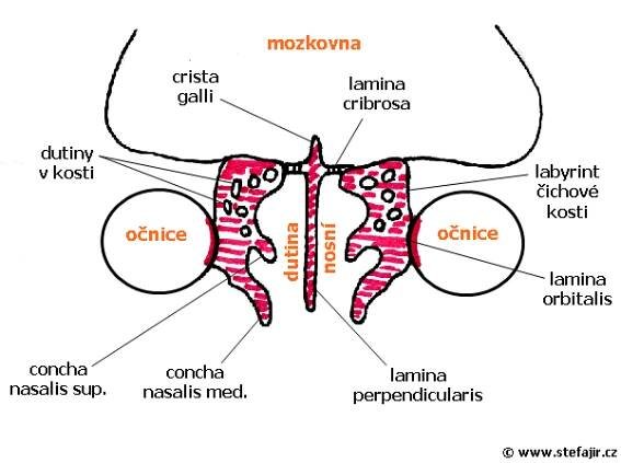 Os ethmoidale | Medicína, nemoci, studium na 1. LF UK