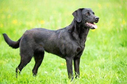 Where Did Black Labradors Come From