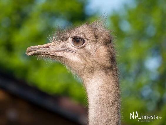 Zoologická záhrada Spišská Nová Ves | NAJmiesta.sk