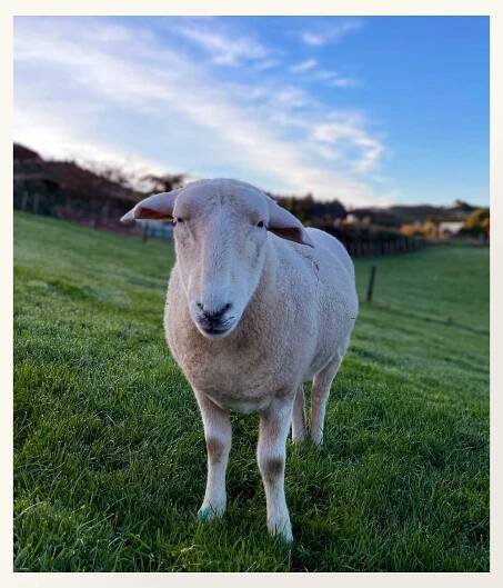 Flora | Saint Beans Animal Sanctuary for Lambs