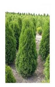 Thuja occidentalis 'Smaragd 40-60 C3L