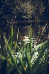 Bezplatný obrázek: labuť, bažina, Jarní čas, jezero, voda, reflexe, vodní, pták, příroda, řeka