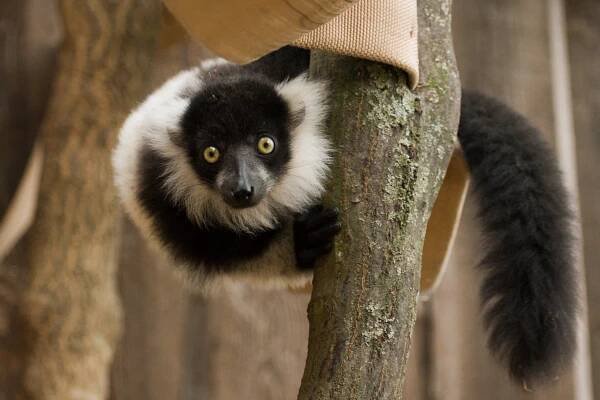 Lemur vari