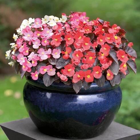 Begónia Nightlife Mix F1 – Begonia semperflorens – semená okrasných kvetov