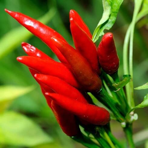 Find out more about Capsicum - Ransom Naturals Ltd