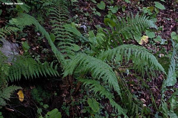 Dryopteris borreri - kapraď Borrerova | Dryopteridaceae - kapraďovité | Natura Bohemica
