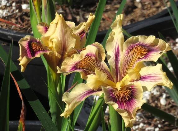 Iris pacific coast hybrid 'Golden Berry Parfait'