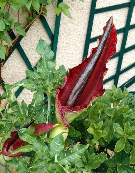 Dracunculus vulgaris , Drakovec obecný, I.