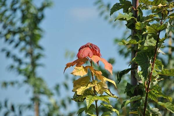 Acer rubrum 'Red Rocket'