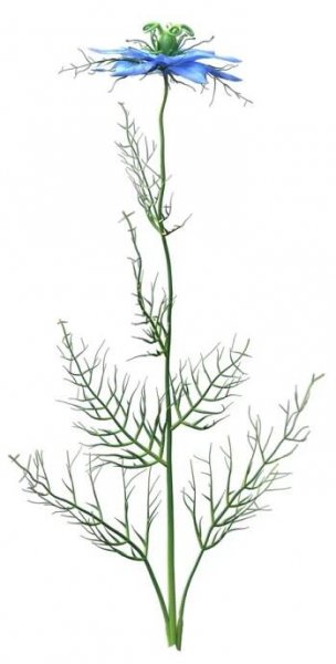 archmodels vol 214 3D https://p.turbosquid.com/ts-thumb/y0/S6DsoQ/cPe5MbvD/am214_036_nigella_sativa_/jpg/1555577317/1920x1080/fit_q87/aa9a8759cb8a2fe6a08092e93de860b80b527a09/am214_036_nigella_sativa_.jpg