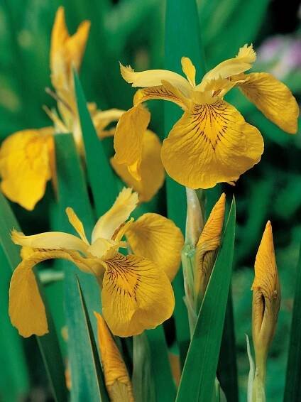OBI Kosatec žlutý průměr květináče cca 28 cm Iris pseudacorus