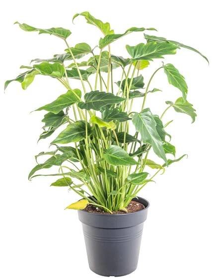 Filodendron, Philodendron Xanadu, květináč 17 cm skladem